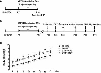 Metformin Administration During Early Postnatal Life Rescues Autistic-Like Behaviors in the BTBR T+ Itpr3tf/J Mouse Model of Autism